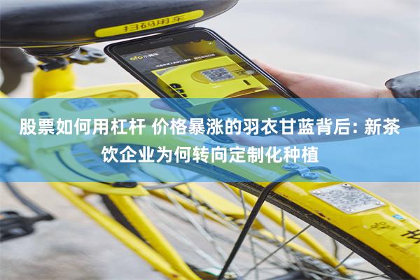 股票如何用杠杆 价格暴涨的羽衣甘蓝背后: 新茶饮企业为何转向定制化种植