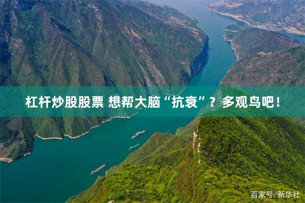 杠杆炒股股票 想帮大脑“抗衰”？多观鸟吧！